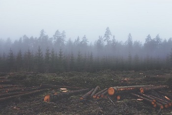 deforestación