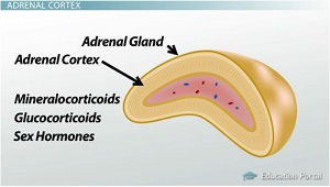 Corteza suprarrenal