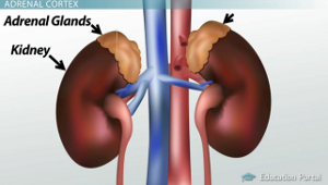 Diagrama del riñón de la glándula suprarrenal
