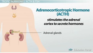 Hormona adrenocorticotrópica