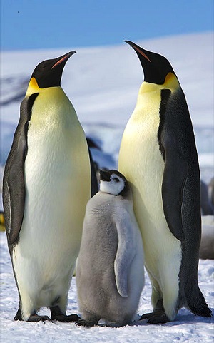 Pingüinos adultos y bebés