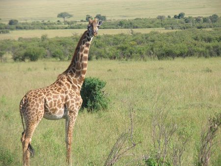 Una fotografía en color de una jirafa adulta de pie en medio de la hierba alta con arbustos y árboles en el fondo.
