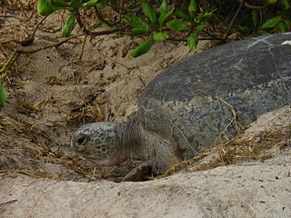 Tortuga Enterrando Huevos