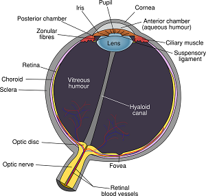 anatomía del ojo