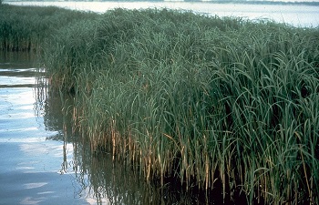 Cordgrass
