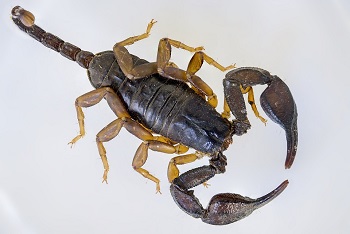 imagen de un escorpión