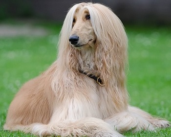 Perro_afgano
