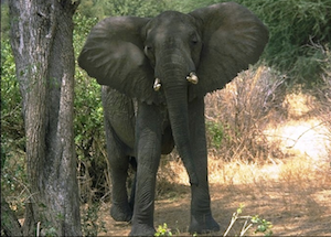 Elefante africano del bosque