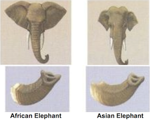 Elefante africano contra elefante asiático