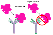 Las mutaciones de Ag niegan la actividad monoclonal