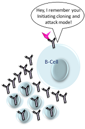 Las células B generan una gran respuesta al ver a Ag de nuevo
