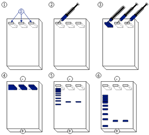 pasos de electroforesis de proteínas