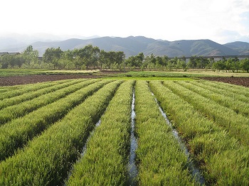 uso agrícola de compuestos de sodio