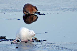 albino