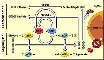 diagrama de fermentación alcohólica con azúcar y NAD + y ADP que se descomponen en la célula en piruvato y NADH y ATP. Luego se reduce a CO2, acetaldehído, que se convierte en NAD + y etanol.