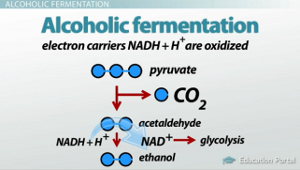 Proceso de fermentación alcohólica