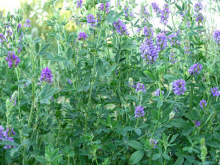 alfalfa en flor