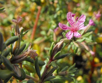 Planta de álcali Heath