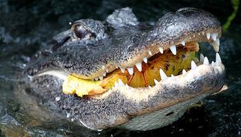 dientes afilados