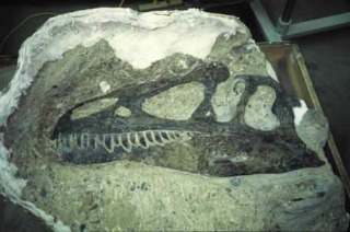 Cráneo de Allosaurus en chaqueta de campo