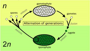 Alternancia de generaciones