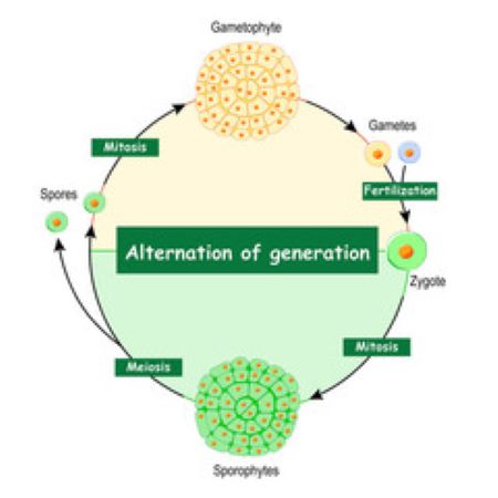 Esta imagen muestra la alternancia de generaciones.