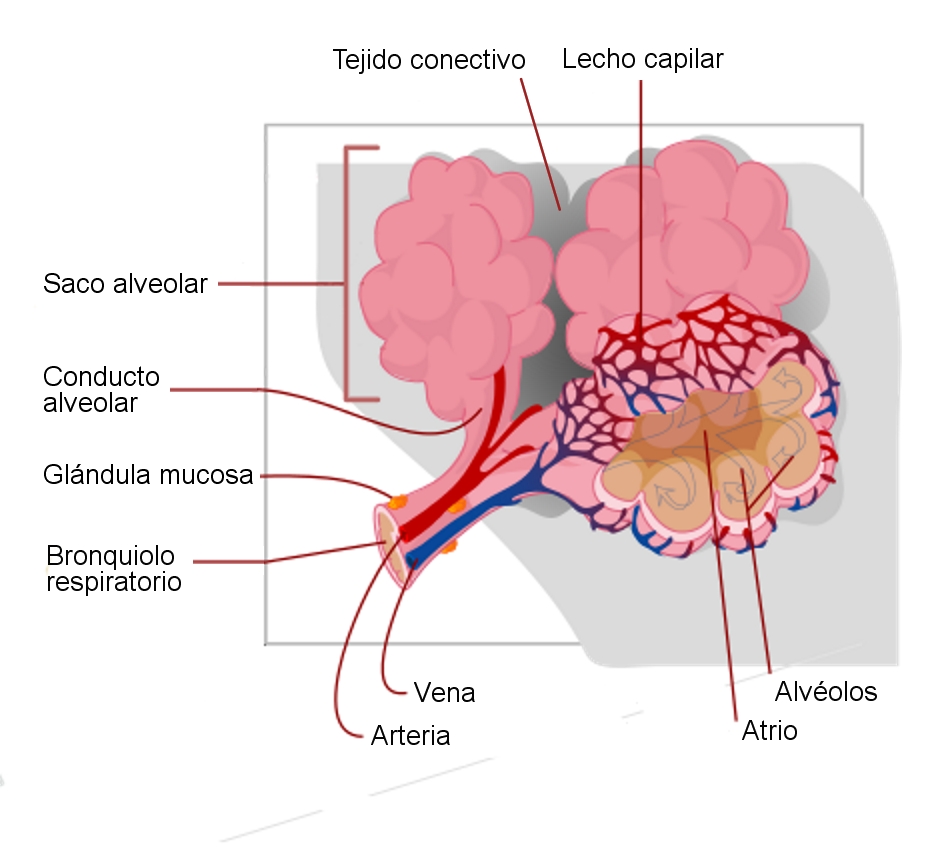Una ilustración etiquetada de los sacos alveolares.