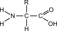 estructura química del aminoácido