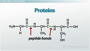 Proteína