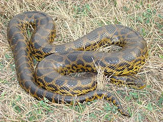 Una fotografía de una anaconda amarilla.