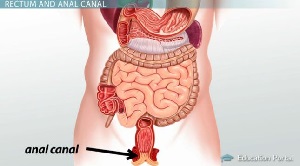 Canal anal