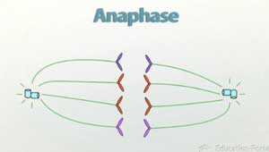 Ilustración anafase