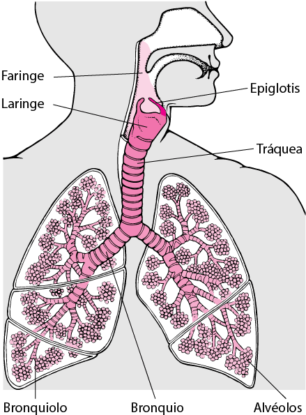 Una ilustración de las vías respiratorias.
