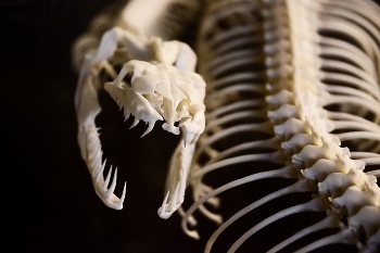 Tenga en cuenta los grandes agujeros cerca del templo en esta serpiente.