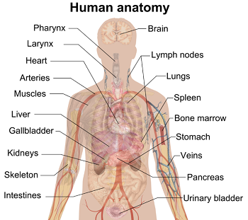 anatomía