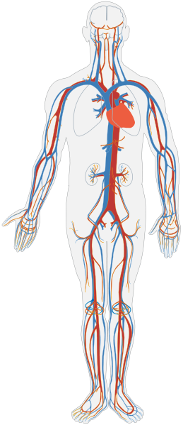 anatomicos