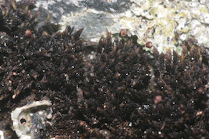 musgo de roca