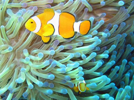 Fotografía en color de dos peces payaso nadando en una anémona de mar amarillo pálido con extremos azules.