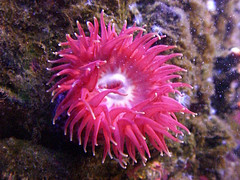 Anémona