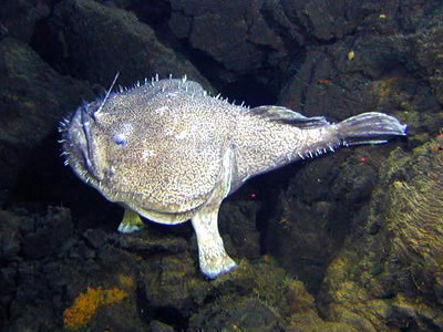 Bioluminiscencia en un rape