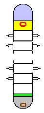 segmentación annelida