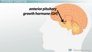 Diagrama de GH de la hipófisis anterior
