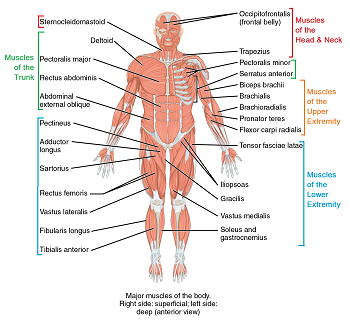 Diagrama de los principales grupos musculares.