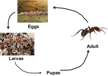 hormiga