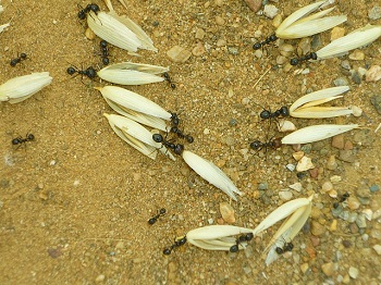 semillas