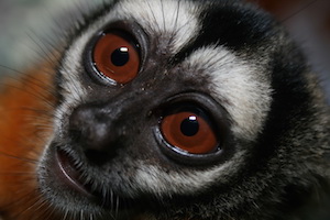 cabeza negra