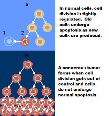 apoptosis y cáncer