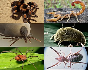 Tarántula, escorpión, garrapata, ácaro, cosechador / papá patas largas, araña camello