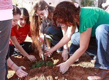 árbol2