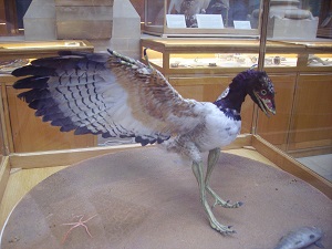 Arqueoptérix